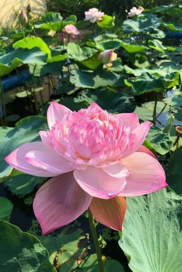 Greenery_Nursery®_Well_Condition_Lotus_Tubers_(Pack_Of_1)_For_Home_Gardening