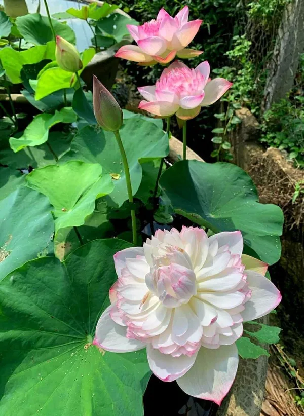 Greenery_Nursery®_Well_Condition_Lotus_Tubers_(Pack_Of_1)_For_Home_Gardening