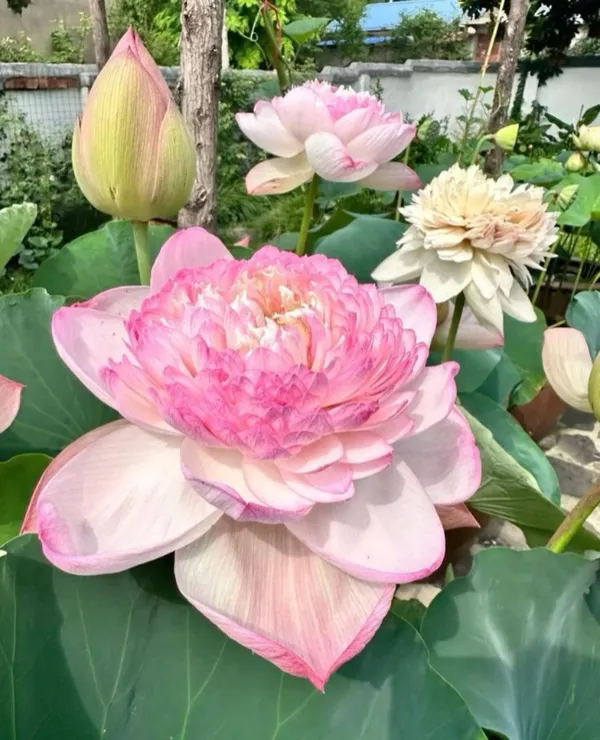 Greenery_Nursery®_Well_Condition_Lotus_Tubers_(Pack_Of_1)_For_Home_Gardening