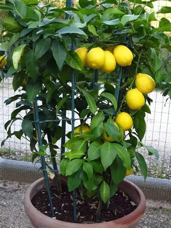 Greenery_Nursery®_Well_Watered_Hybrid_Mayer_Lemon_Plant_&_Tree_For_Home_Garden_(1.5-3.5_Ft_Height)_Pack_Of_1