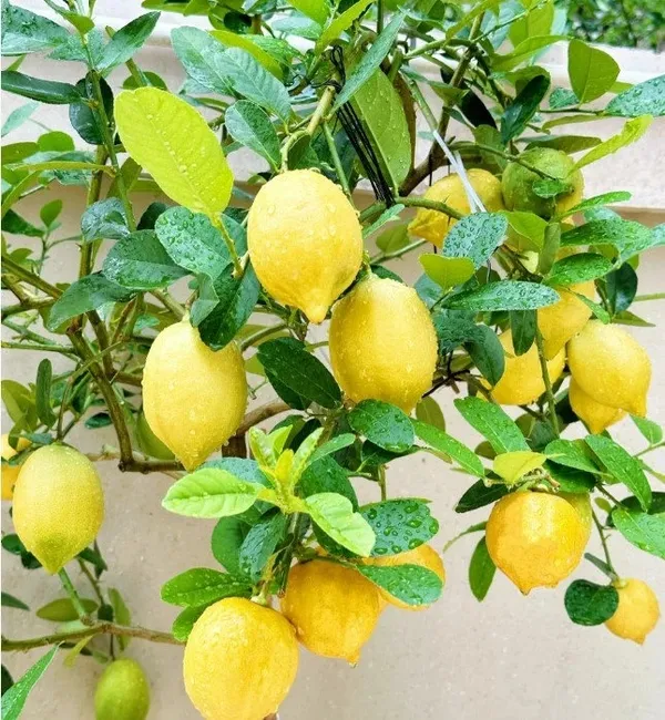 Greenery_Nursery®_Well_Watered_Hybrid_Mayer_Lemon_Plant_&_Tree_For_Home_Garden_(1.5-3.5_Ft_Height)_Pack_Of_1