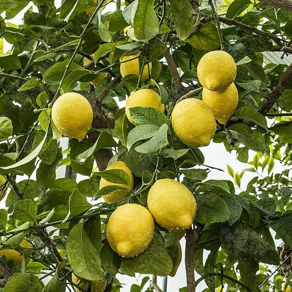 Greenery_Nursery®_Well_Watered_Hybrid_Mayer_Lemon_Plant_&_Tree_For_Home_Garden_(1.5-3.5_Ft_Height)_Pack_Of_1