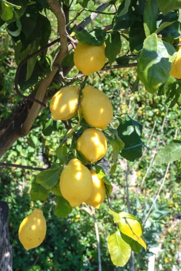 Greenery_Nursery®_Well_Watered_Hybrid_Mayer_Lemon_Plant_&_Tree_For_Home_Garden_(1.5-3.5_Ft_Height)_Pack_Of_1