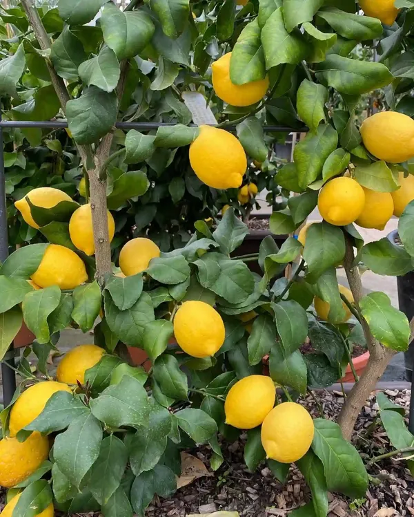 Greenery_Nursery®_Well_Watered_Hybrid_Mayer_Lemon_Plant_&_Tree_For_Home_Garden_(1.5-3.5_Ft_Height)_Pack_Of_1
