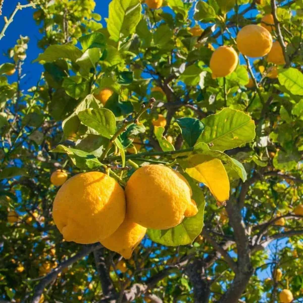 Greenery_Nursery®_Well_Watered_Hybrid_Mayer_Lemon_Plant_&_Tree_For_Home_Garden_(1.5-3.5_Ft_Height)_Pack_Of_1