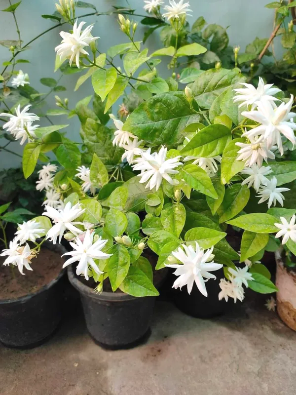 Greenery_Nursery®_White_Jasmine_Attractive_Flower_Plant_&_Tree_(1.5-3.5_Ft_Height)_For_Home_Garden,_Pack_Of_1