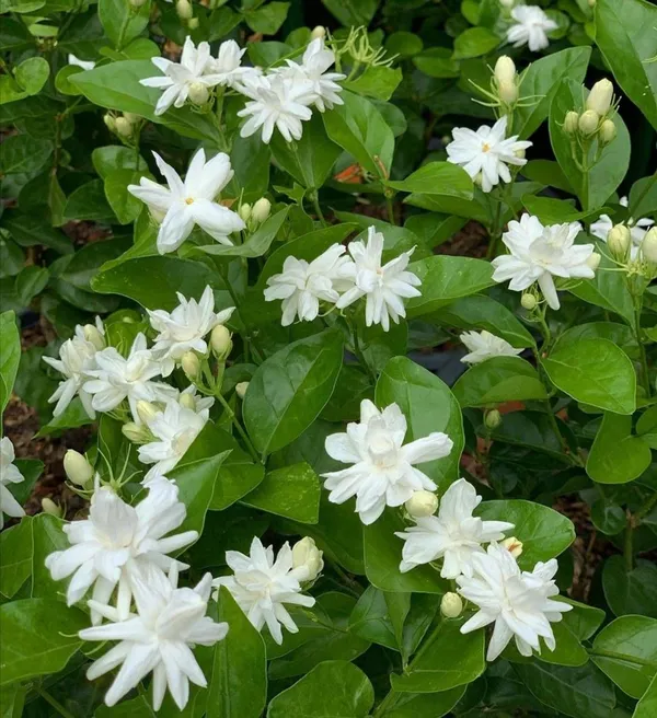 Greenery_Nursery®_White_Jasmine_Attractive_Flower_Plant_&_Tree_(1.5-3.5_Ft_Height)_For_Home_Garden,_Pack_Of_1