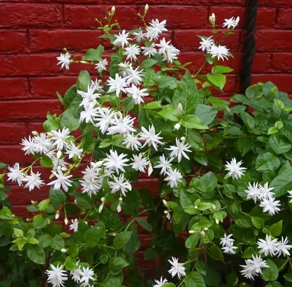 Greenery_Nursery®_White_Jasmine_Attractive_Flower_Plant_&_Tree_(1.5-3.5_Ft_Height)_For_Home_Garden,_Pack_Of_1