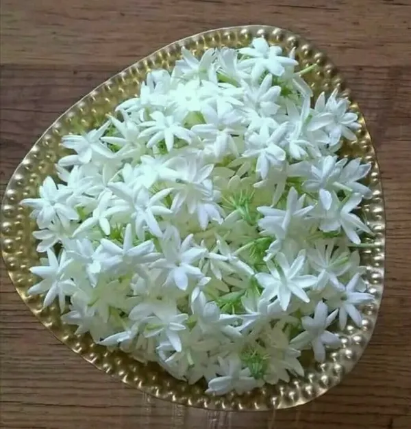 Greenery_Nursery®_White_Jasmine_Attractive_Flower_Plant_&_Tree_(1.5-3.5_Ft_Height)_For_Home_Garden,_Pack_Of_1