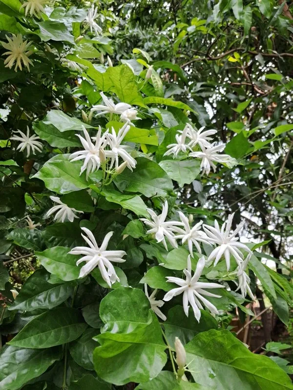 Greenery_Nursery®_White_Jasmine_Attractive_Flower_Plant_&_Tree_(1.5-3.5_Ft_Height)_For_Home_Garden,_Pack_Of_1