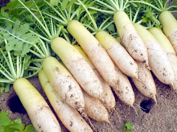 Greenery_Nursery®_White_Radish_Vegetable_Seeds_(20-40_Pieces)_For_Home_Garden,_Pack_Of_1