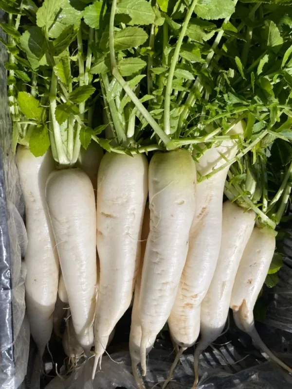 Greenery_Nursery®_White_Radish_Vegetable_Seeds_(20-40_Pieces)_For_Home_Garden,_Pack_Of_1