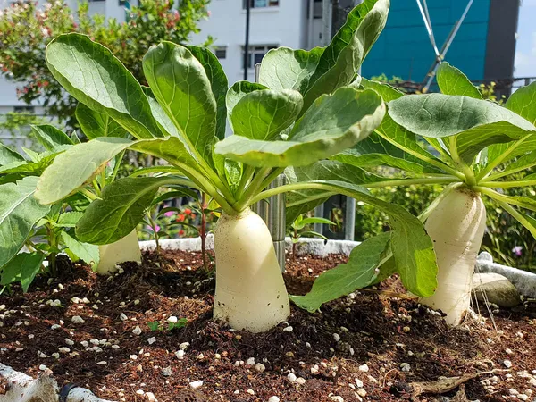 Greenery_Nursery®_White_Radish_Vegetable_Seeds_(20-40_Pieces)_For_Home_Garden,_Pack_Of_1