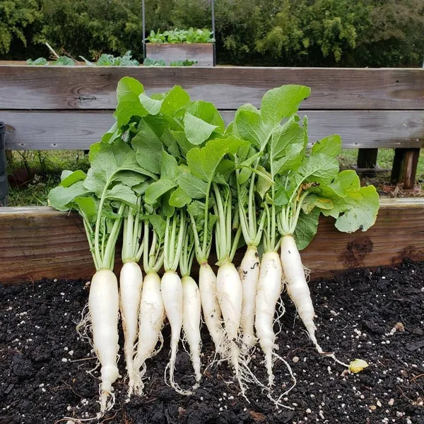 Greenery_Nursery®_White_Radish_Vegetable_Seeds_(20-40_Pieces)_For_Home_Garden,_Pack_Of_1