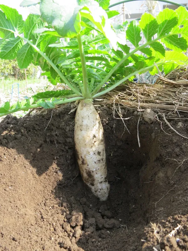 Greenery_Nursery®_White_Radish_Vegetable_Seeds_(20-40_Pieces)_For_Home_Garden,_Pack_Of_1