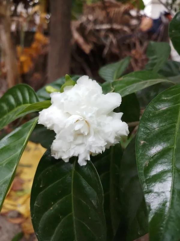 Greenery_Nursery®_White_Tagar/Crepe_Jasmine_Flowering_Plant_&_Tree_(1.5-3.5_Ft_Height)_For_Home_Garden,_Pack_Of_1