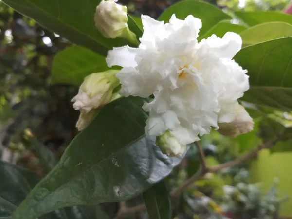 Greenery_Nursery®_White_Tagar/Crepe_Jasmine_Flowering_Plant_&_Tree_(1.5-3.5_Ft_Height)_For_Home_Garden,_Pack_Of_1