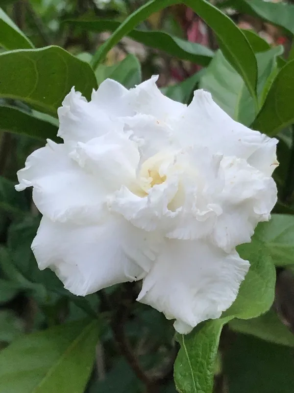 Greenery_Nursery®_White_Tagar/Crepe_Jasmine_Flowering_Plant_&_Tree_(1.5-3.5_Ft_Height)_For_Home_Garden,_Pack_Of_1