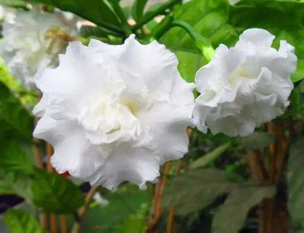 Greenery_Nursery®_White_Tagar/Crepe_Jasmine_Flowering_Plant_&_Tree_(1.5-3.5_Ft_Height)_For_Home_Garden,_Pack_Of_1