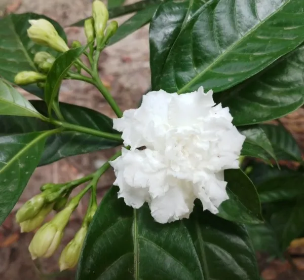 Greenery_Nursery®_White_Tagar/Crepe_Jasmine_Flowering_Plant_&_Tree_(1.5-3.5_Ft_Height)_For_Home_Garden,_Pack_Of_1