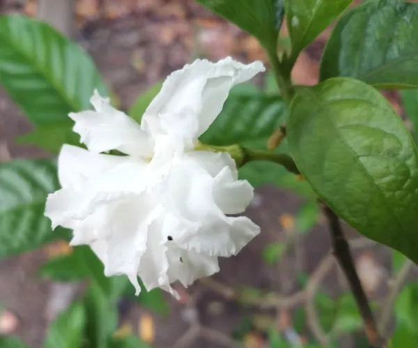 Greenery_Nursery®_White_Tagar/Crepe_Jasmine_Flowering_Plant_&_Tree_(1.5-3.5_Ft_Height)_For_Home_Garden,_Pack_Of_1