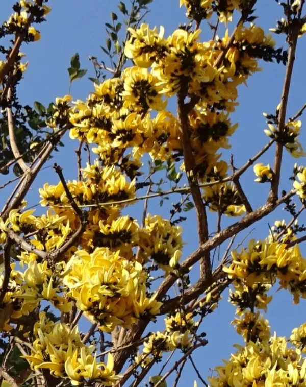 Greenery_Nursery®_Yellow_Palash_Rare_Variety_Flower_Plant_&_Tree_(1.5-3.5_Ft_Height)_For_Home_Garden,_Pack_Of_1