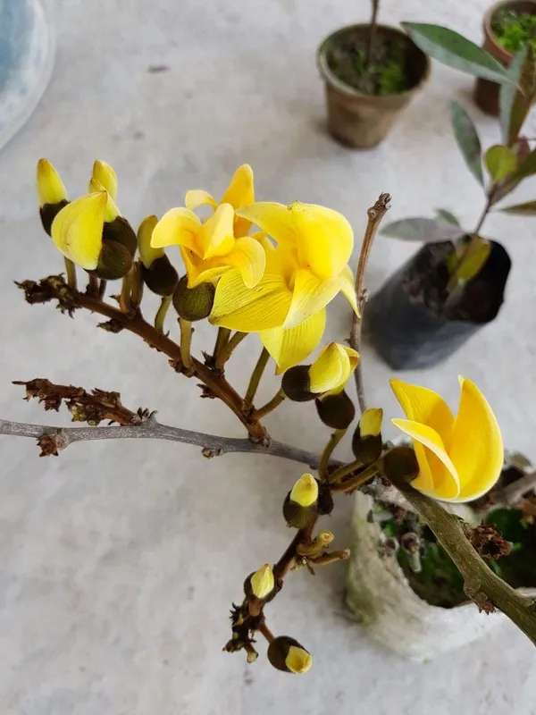 Greenery_Nursery®_Yellow_Palash_Rare_Variety_Flower_Plant_&_Tree_(1.5-3.5_Ft_Height)_For_Home_Garden,_Pack_Of_1
