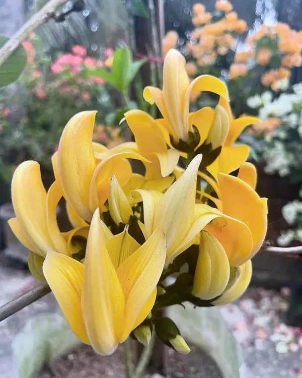 Greenery_Nursery®_Yellow_Palash_Rare_Variety_Flower_Plant_&_Tree_(1.5-3.5_Ft_Height)_For_Home_Garden,_Pack_Of_1