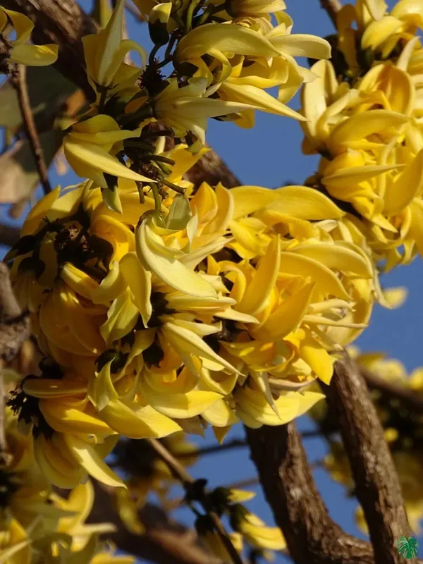 Greenery_Nursery®_Yellow_Palash_Rare_Variety_Flower_Plant_&_Tree_(1.5-3.5_Ft_Height)_For_Home_Garden,_Pack_Of_1