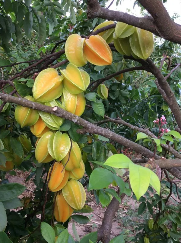 Greenery_Nursery®_Carambola/Star_Fruit_Plant_&_Tree_(1.5-3.5_Ft_Height)_For_Home_Garden,_Pack_Of_1