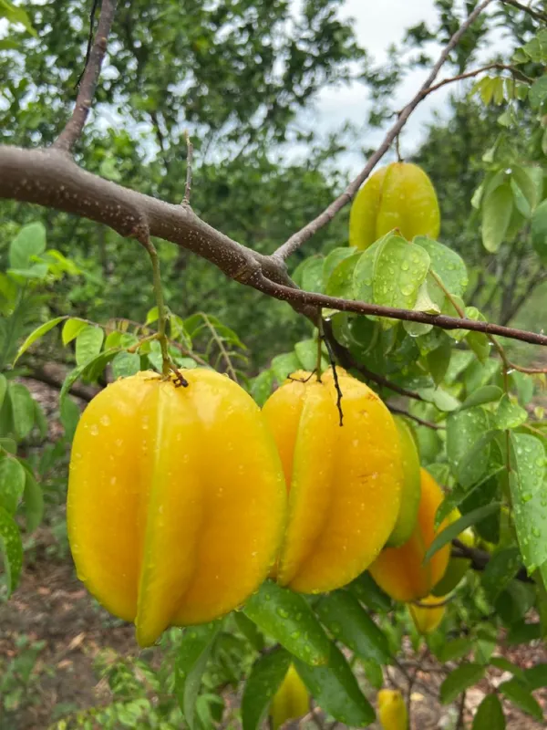 Greenery_Nursery®_Carambola/Star_Fruit_Plant_&_Tree_(1.5-3.5_Ft_Height)_For_Home_Garden,_Pack_Of_1