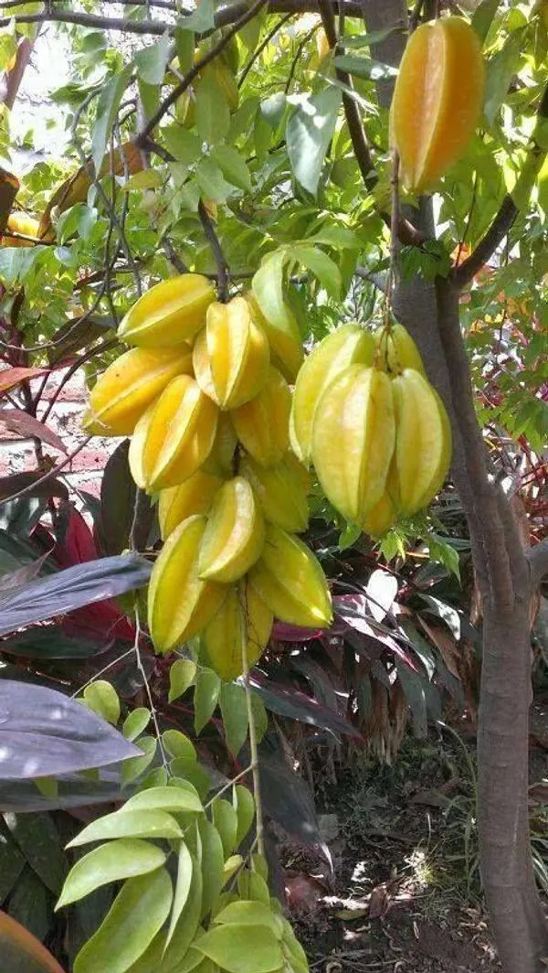 Greenery_Nursery®_Carambola/Star_Fruit_Plant_&_Tree_(1.5-3.5_Ft_Height)_For_Home_Garden,_Pack_Of_1