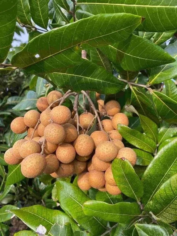 Greenery_Nursery®_Delicious_Longon_Fruit_Plant_(1.5-3.5_Ft_Height)_For_Garden_Well_Watered_Longon_Plant_(Hybrid,_Pack_Of_1)