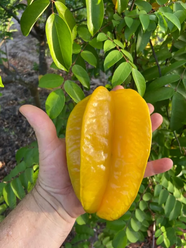 Greenery_Nursery®_Carambola/Star_Fruit_Plant_&_Tree_(1.5-3.5_Ft_Height)_For_Home_Garden,_Pack_Of_1