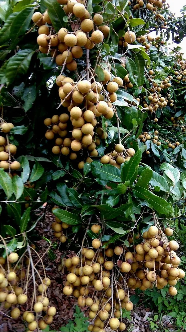 Greenery_Nursery®_Delicious_Longon_Fruit_Plant_(1.5-3.5_Ft_Height)_For_Garden_Well_Watered_Longon_Plant_(Hybrid,_Pack_Of_1)