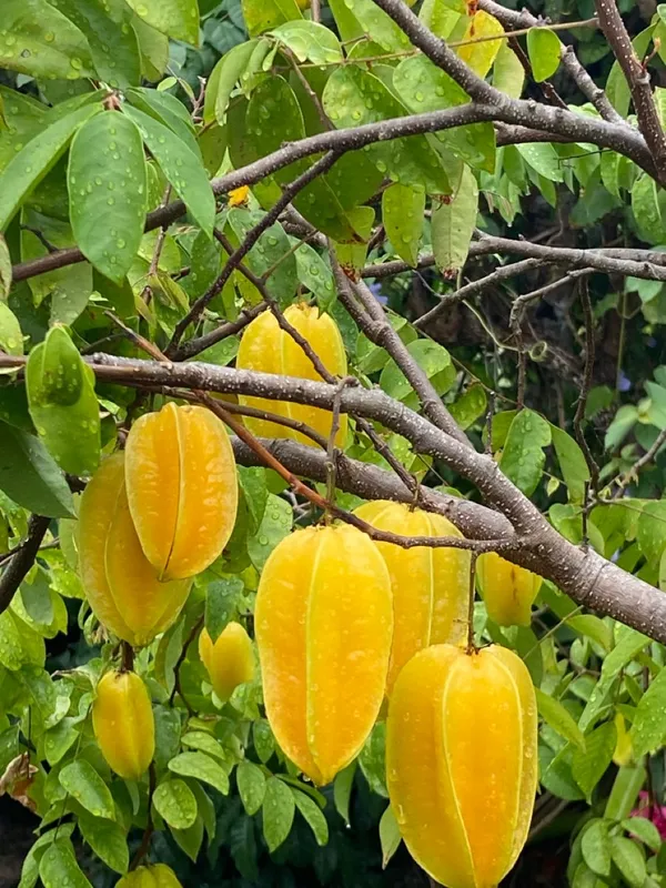 Greenery_Nursery®_Carambola/Star_Fruit_Plant_&_Tree_(1.5-3.5_Ft_Height)_For_Home_Garden,_Pack_Of_1