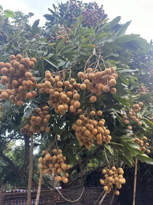 Greenery_Nursery®_Delicious_Longon_Fruit_Plant_(1.5-3.5_Ft_Height)_For_Garden_Well_Watered_Longon_Plant_(Hybrid,_Pack_Of_1)