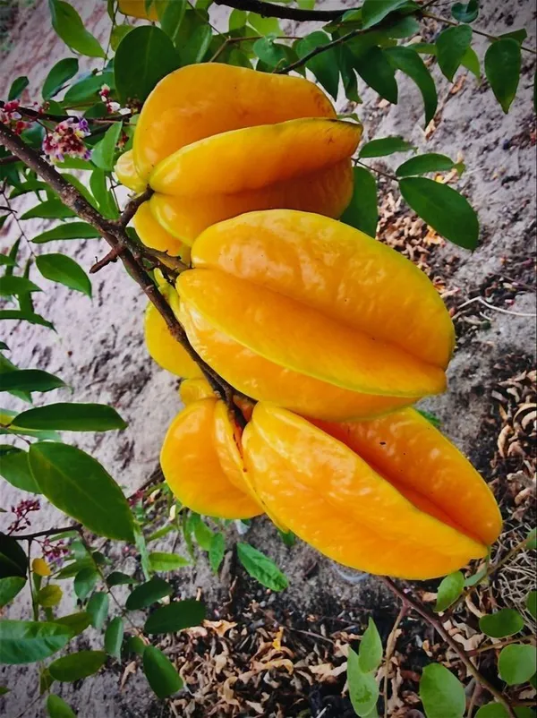 Greenery_Nursery®_Carambola/Star_Fruit_Plant_&_Tree_(1.5-3.5_Ft_Height)_For_Home_Garden,_Pack_Of_1