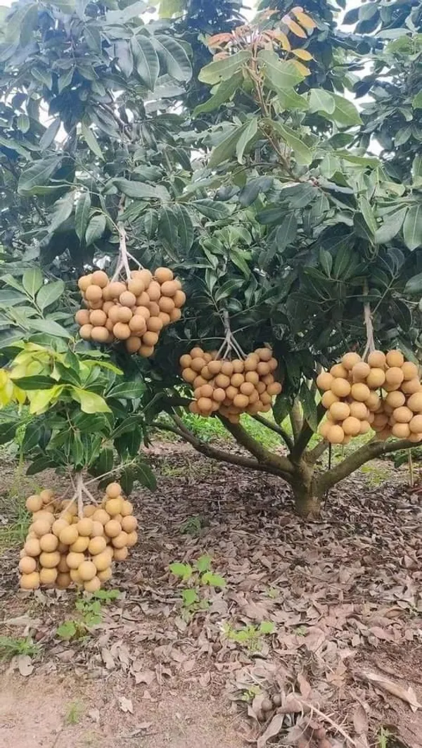 Greenery_Nursery®_Delicious_Longon_Fruit_Plant_(1.5-3.5_Ft_Height)_For_Garden_Well_Watered_Longon_Plant_(Hybrid,_Pack_Of_1)