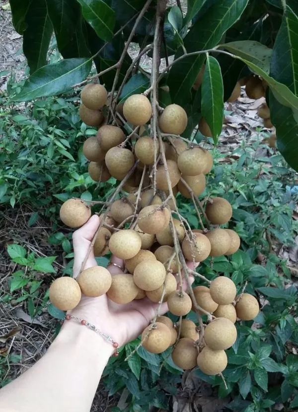 Greenery_Nursery®_Delicious_Longon_Fruit_Plant_(1.5-3.5_Ft_Height)_For_Garden_Well_Watered_Longon_Plant_(Hybrid,_Pack_Of_1)