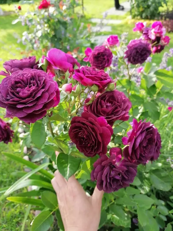 Violet_Rose_Flower_Plant_(_Pack_Of_1_)