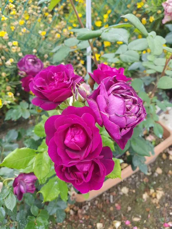 Violet_Rose_Flower_Plant_(_Pack_Of_1_)