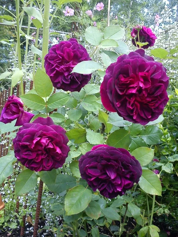 Violet_Rose_Flower_Plant_(_Pack_Of_1_)