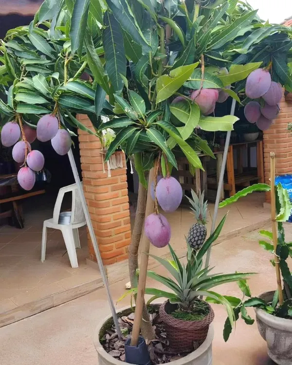 Original_Miyazaki_Healthy_Mango_Fruit_Plant_&_Tree_For_Home_Gardening_Hybrid_Miyazaki_Mango_Plant_(Grafted,_Pack_Of_1)