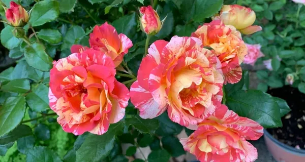 Elegant_&_Eye-Catching_Bicolor_Rose__Flower_Plant_(Pack_Of_1)