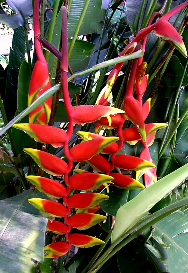Hanging_Lobster_Claw/Heliconia_Rostrata_Flowering_Plant_&_Tree_(1.5-3.5_Ft_Height)_For_Home_Decor/Garden_(Hybrid,_Pack_Of_1)