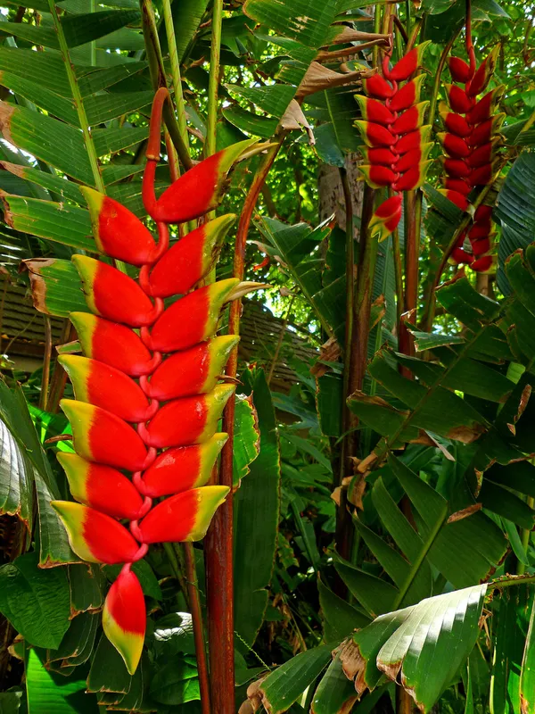 Hanging_Lobster_Claw/Heliconia_Rostrata_Flowering_Plant_&_Tree_(1.5-3.5_Ft_Height)_For_Home_Decor/Garden_(Hybrid,_Pack_Of_1)