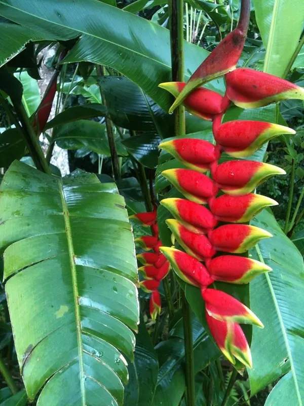 Hanging_Lobster_Claw/Heliconia_Rostrata_Flowering_Plant_&_Tree_(1.5-3.5_Ft_Height)_For_Home_Decor/Garden_(Hybrid,_Pack_Of_1)