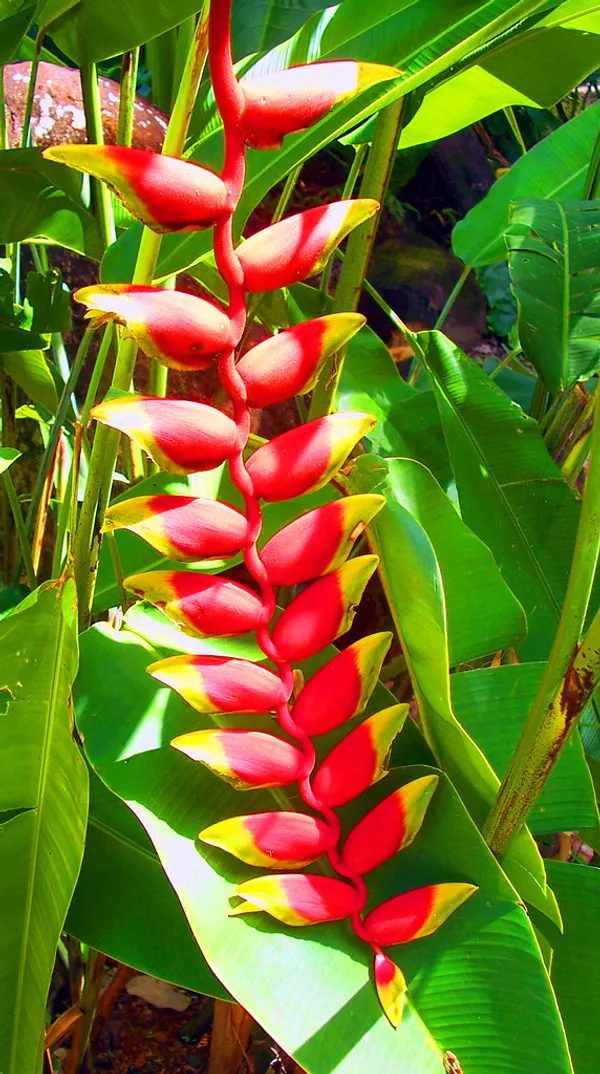 Hanging_Lobster_Claw/Heliconia_Rostrata_Flowering_Plant_&_Tree_(1.5-3.5_Ft_Height)_For_Home_Decor/Garden_(Hybrid,_Pack_Of_1)