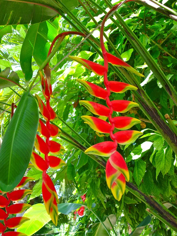 Hanging_Lobster_Claw/Heliconia_Rostrata_Flowering_Plant_&_Tree_(1.5-3.5_Ft_Height)_For_Home_Decor/Garden_(Hybrid,_Pack_Of_1)